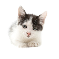 little kitten on white background