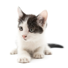little kitten on white background