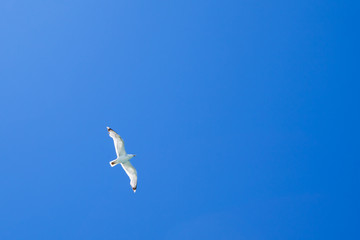 Flying seagull