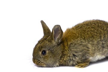 Small rabbit. Isolated on white background