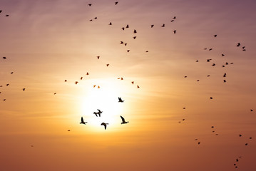 Flock of birds at sunrise or sunset