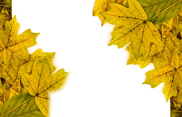 white sheet on yellow autumn leaves