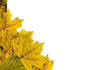 white sheet on yellow autumn leaves