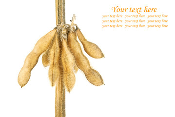 Soybean in pod on a white background. Soya - protein plant for h