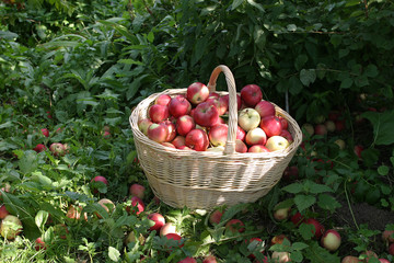 juicy, ripe apples in a wattled basket