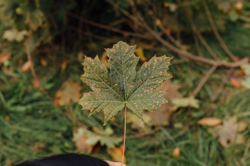 Maple leaf in hand