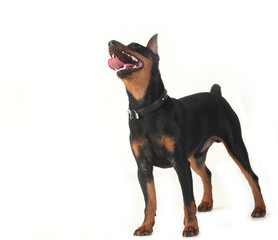 dwarf pinscher dog