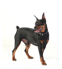 dwarf pinscher dog