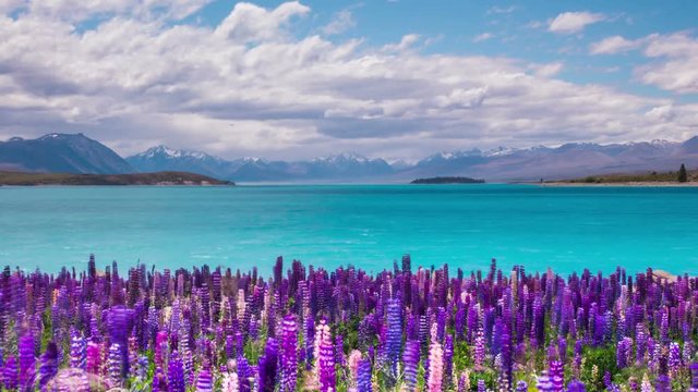 Time Lapse - Beautiful Lupine Flowers by Lake Tekapo, New Zealand