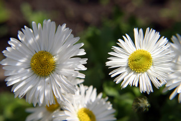 Fototapeta premium flowers plants