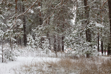 winter Forest