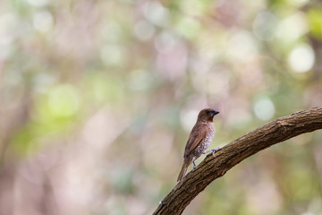 scaly breasted munia or spotted munia