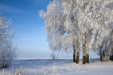 winter Forest