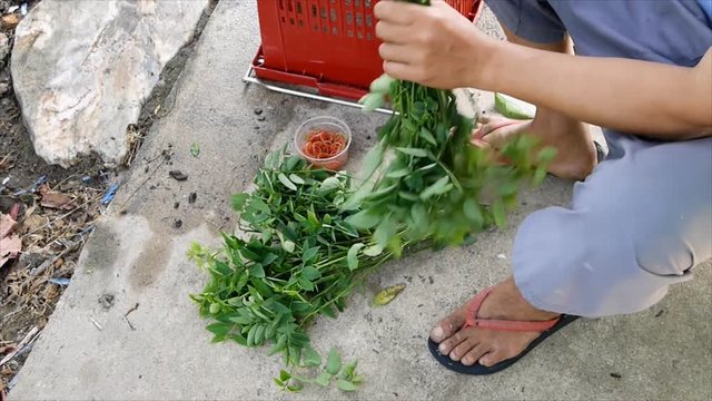 Gardener binding Star gooseberry,Sauropus androgynus (L.) Merr. ,for sell