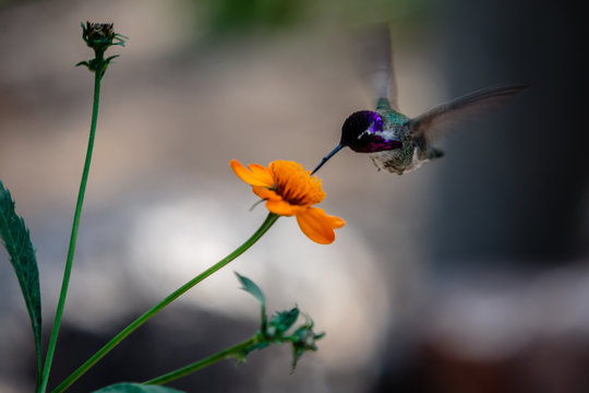 A Hummingbird Feeding on a Wildflower near Tucson, Arizona.