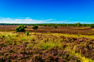 Fototapeta premium Heather Fields with blooming Purple Calluna Heathers on the Elspeedse Heide in Veluwe surrounded by forest of pine trees viewed from the Vodseberg near the town of Elspeed in the Netherlands
