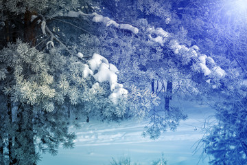 Fototapeta na wymiar Pine needles in sparkling frost. Closeup of Christmas tree