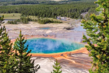 Pine trees at Grand Prismatic Springs in Yellowstone National Park