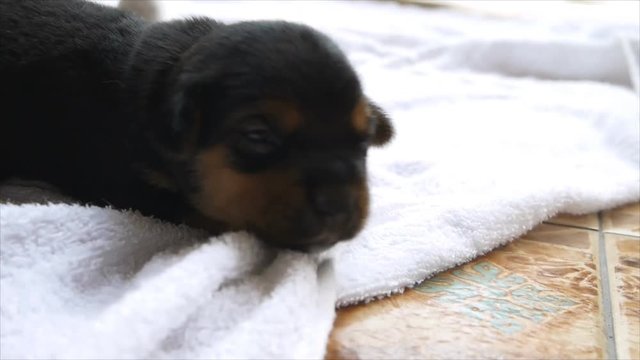 Black puppy dog lying on towel while begle trying to play with