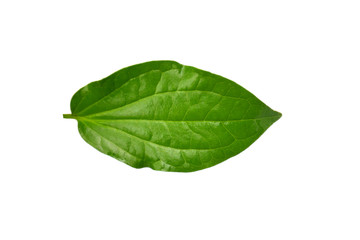 Fototapeta na wymiar Green leaf of WildbetalLeafbush tree isolated on white background.