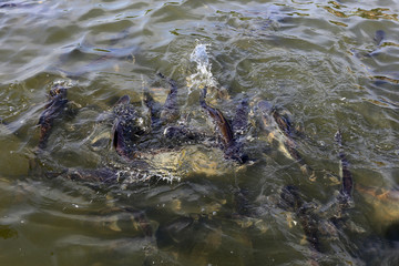 BANGKOK, THAILAND : feeding huge Som the Chao