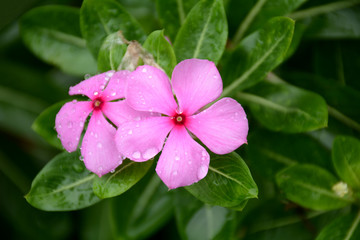 Periwinkle (Vinca minor) a summer flower is a genus of flowering plants in the family Apocynaceae, native to Europe, northwest Africa and southwest Asia