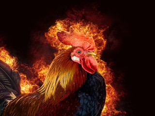 Red rooster in flame - Powered by Adobe