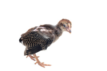 Little chicken fight isolated on white background.