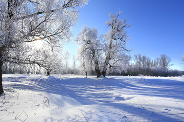 oaks in hoarfrost