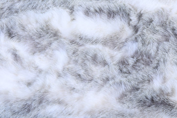 texture of gray fur