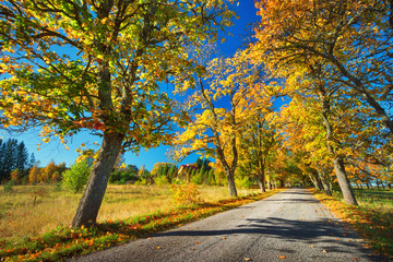 Obraz premium asphalt road with beautiful trees on the sides in autumn