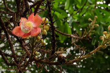 CANNON BALL FLOWER ON THE BRANCH
Big pink cannon ball flower hanging hanging on the brown branches with thorn.