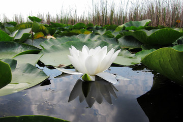 Blooming flower white water lily on a pond. (Nymphaea alba)