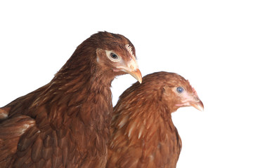 pair of chickens