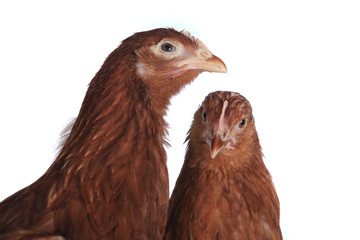 pair of chickens