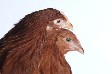 pair of chickens