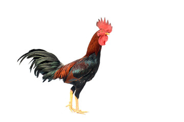 Chicken fight isolated on white background.