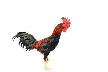 Chicken fight isolated on white background. © buraratn