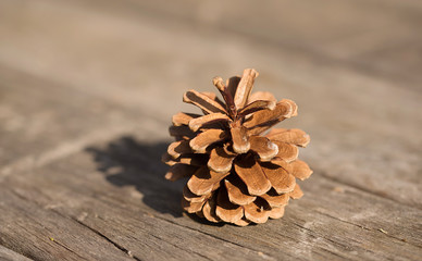 Brown pine cone