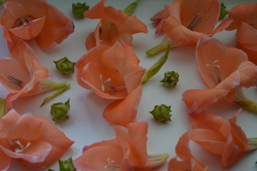 beautiful delicate luxury background, flowers gladiolus