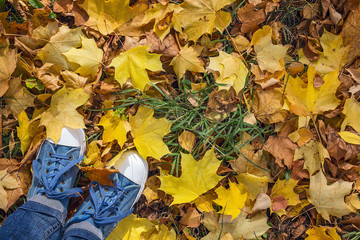 Denim sneakers with yellow fallen maple leaves. Top view with co