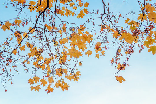  Autumn maple leaves against blue sky.