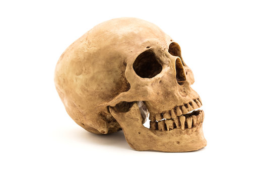 Side view of human skull isolate on white background.