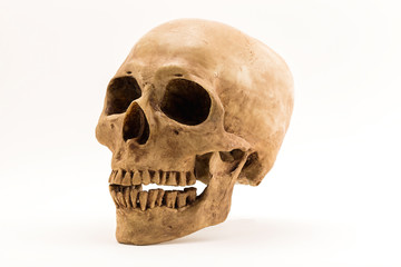 Side view of human skull isolate on white background.