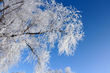 branch in hoarfrost