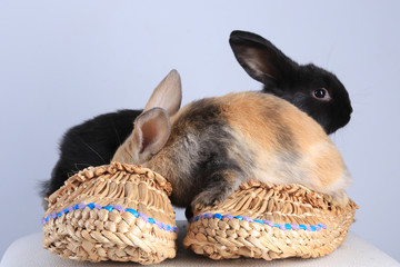 two rabbits in bast shoes