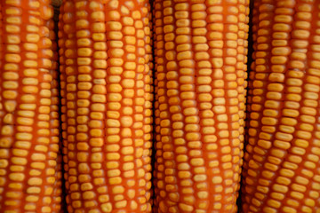 Ripe corn