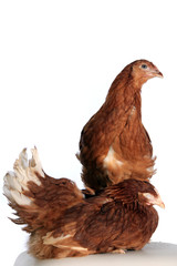 pair of chickens