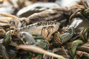 Tropical crab portrait stacked in a asian market