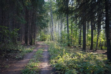 Photo of the road among the trees in a sunny summer day